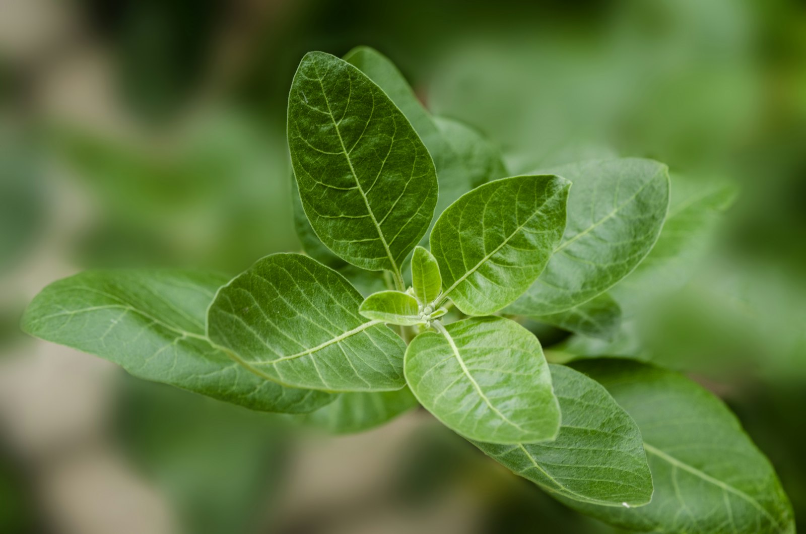 Ashwagandha: adaptogén, ktorý zvláda stres, spánok aj regeneráciu